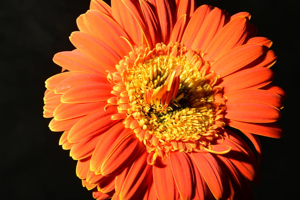 gyönyörű fényes gerbera virág, közelről - Fotó, kép