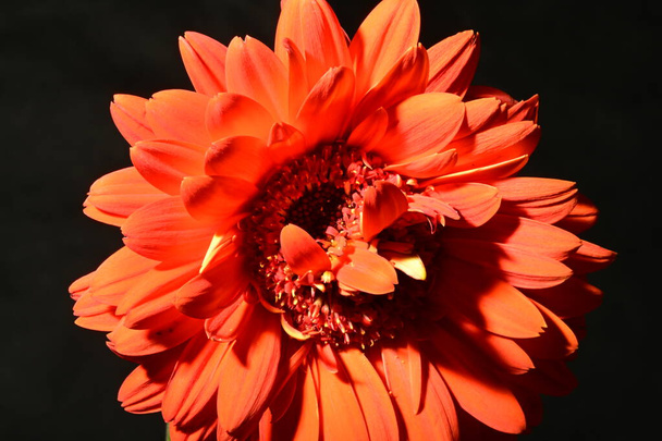 mooie heldere gerbera bloem, close up - Foto, afbeelding