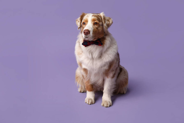 Cute Owczarek australijski pies z muszką na fioletowym tle - Zdjęcie, obraz