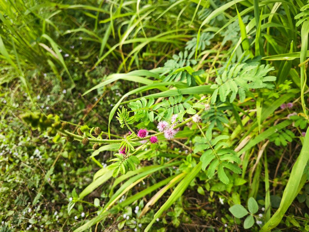Wiesenbewuchs mit der sensiblen Riesenpflanze Mimosa Invisa - Foto, Bild