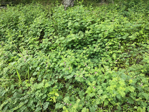 zarost łąki z Mimosa Invisa Giant Wrażliwa roślina - Zdjęcie, obraz