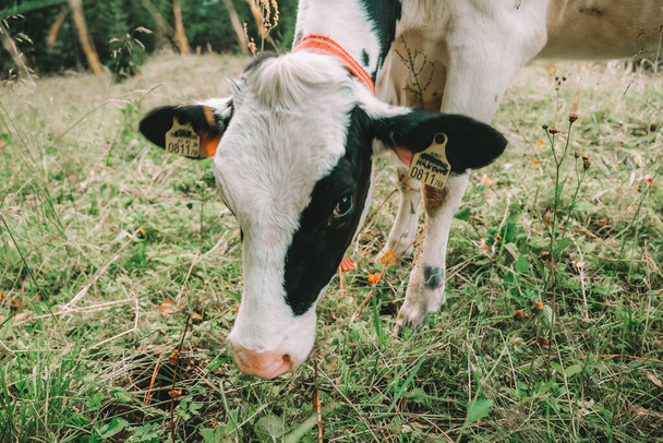  アルプスの牧草地で黒と白の斑点を有するカルフ. ホルシュタインフリーシアン牛. カーブはオーストリアの山の牧草地にグレーズ. - 写真・画像