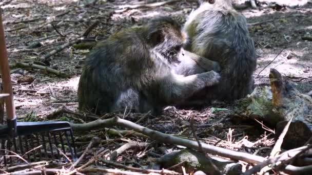 Monkey searching for lice on another monkey - Footage, Video