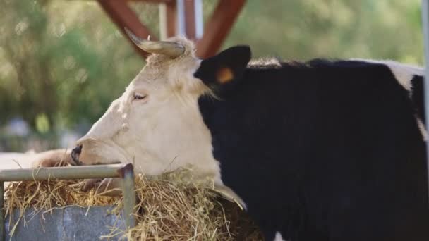Egy tehén szénát eszik a vályúból. A tehén fekete-fehér. A széna egy fémtartályban van. - Felvétel, videó