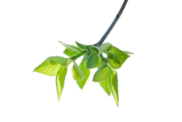 First-Green-Leaves-on-a-Twig-of-lilac-ISOLATED-on-White - Φωτογραφία, εικόνα