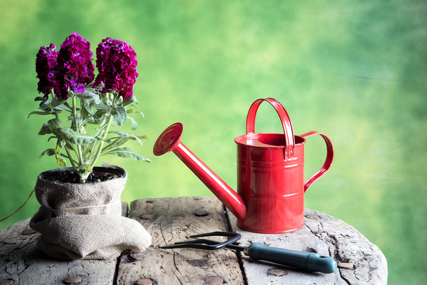 Квіти з горщиками, балончик для поливу, інструменти на дерев'яному столі
 - Фото, зображення
