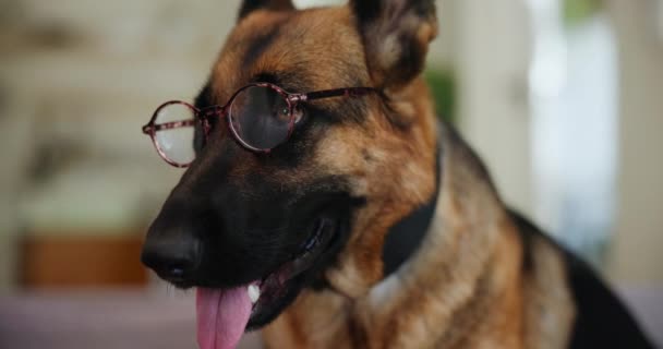 Home, pet and fashion with dog glasses, accessory on German Shepherd for fun with cute canine. Szemüveg, társ imádnivaló trendi specifikációkkal, állat a védelemért és a biztonságért a házban a támogatás. - Felvétel, videó