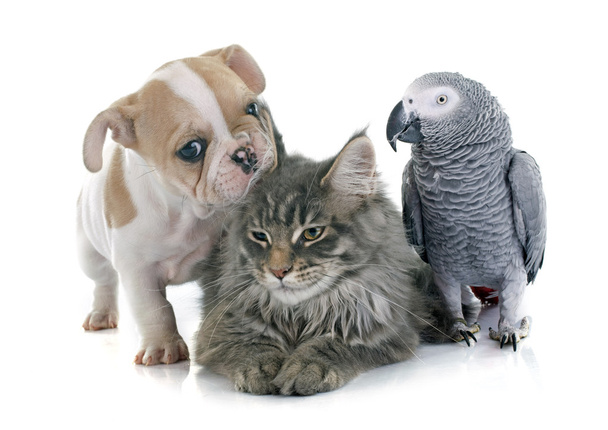 papegaai, puppy en kat - Foto, afbeelding