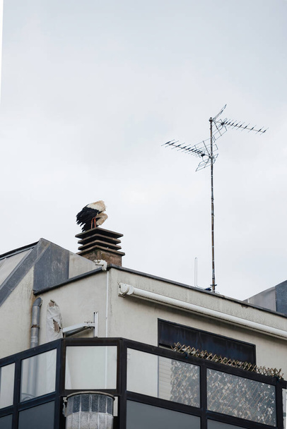 Egy gólya ül egy strasbourgi lakóépület tetején, egy antenna közelében, kecsesen felmérve a környéket a városokkal szemben. - Fotó, kép