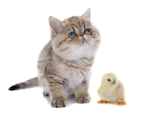 Персидский котенок и цыпленок
 - Фото, изображение