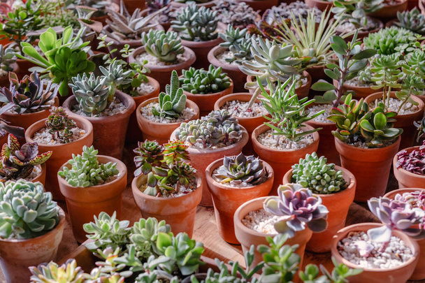 Una vibrante collezione di piante grasse in vasi di terracotta, disposti ordinatamente su una superficie di legno, illuminata da una soffusa luce del giorno. - Foto, immagini