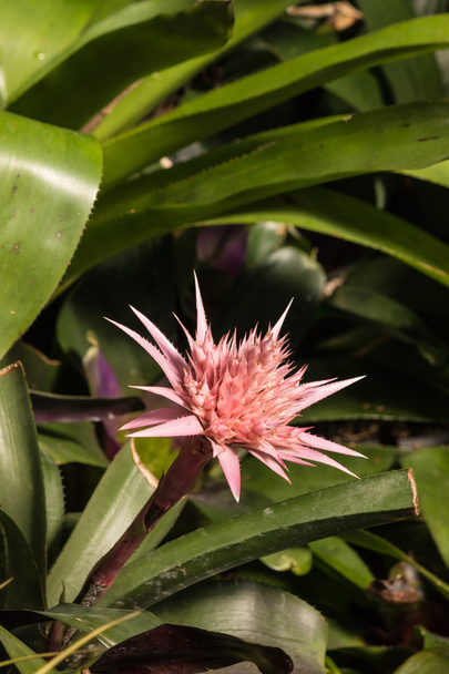 Close up of pink bromeliad flower head - Photo, Image