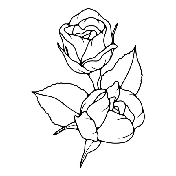 Czarno-biała ręka narysowana ilustracja kwiatowa z kwiatami róż. Zarys róży odizolowanej na przejrzystym tle. - Wektor, obraz