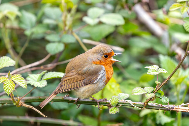 ダブリンの国立植物園の枝に鮮やかな赤い胸を持つ大人のロビン.  - 写真・画像
