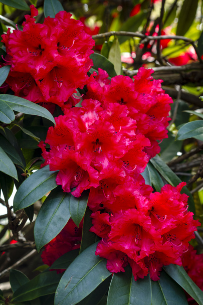 Various Blooming Trees at Rhododendron Farm - Foto, Bild