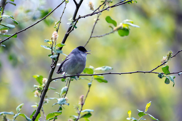 Male blackcap singing in a tree in spring. Spain - Photo, Image