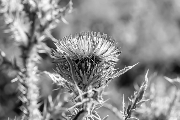 Beautiful growing flower root burdock thistle on background meadow, photo consisting from growing flower root burdock thistle to grass meadow, growing flower root burdock thistle at meadow countryside - Photo, Image