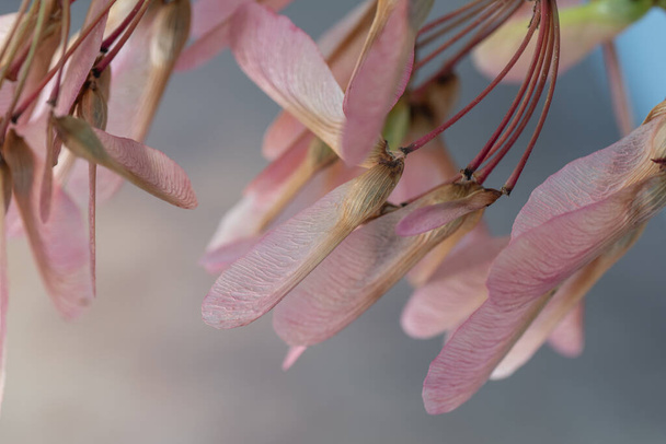Beautiful and delicate, the seeds of the red maple are dispersed by the wind. - Photo, Image