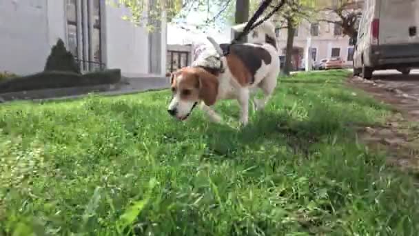 Perro Beagle con correa. Vista del animal. Perro caminando sobre hierba primaveral con su amo. Concepto de amor por los animales. - Metraje, vídeo