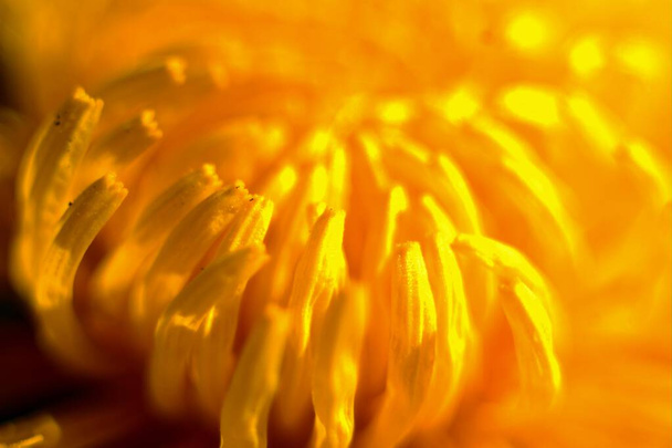 Makrofotografia kwiatów. Kwiaty mniszka lekarskiego - Zdjęcie, obraz