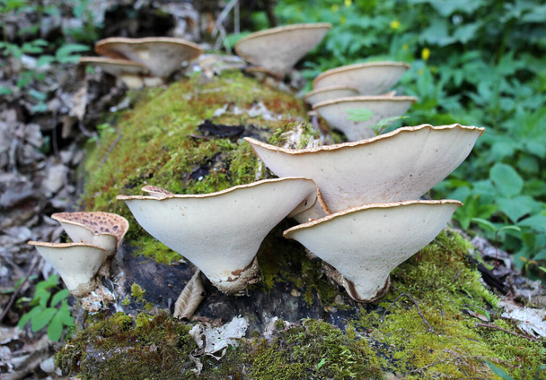 Съедобные пороховые грибы cerioporus squamosus растут в дикой природе - Фото, изображение