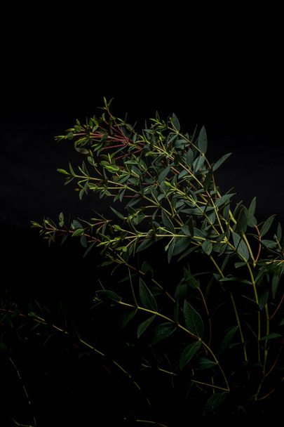 eukaliptusa parvifolia na czarnym tle. Nastrojowa flora. zdjęcie pionowe - Zdjęcie, obraz