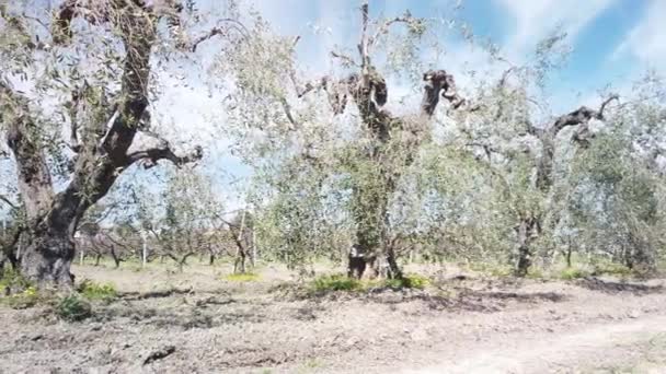Beyond the Fruit: The Invaluable Treasure of Olive Trees in the Ecosystem and Culture. Images 4k de haute qualité - Séquence, vidéo