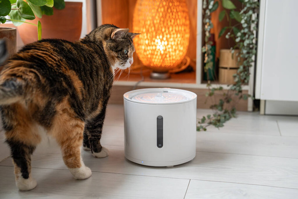 Curious cat looks with interest at automatic water fountain soft focus. Modern smart drinker for pets. Drinking fountain with replaceable filter, water quantity indicator. Prevention of urolithiasis. - Photo, Image