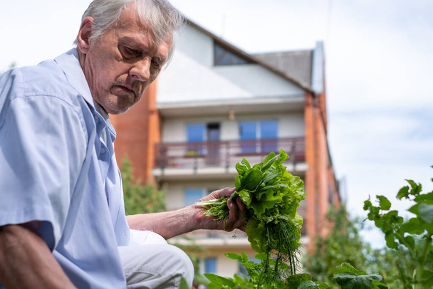 Starší muž, spokojený důchodce v neformální košili, se krčil ve své zahradě, sbíral čerstvé produkty, zeleninu, předváděl aktivní stárnutí a soběstačnost. Kvalitní fotografie - Fotografie, Obrázek