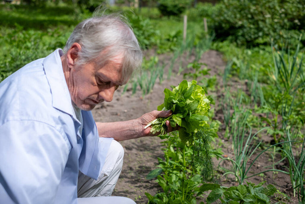 Muž ve svých zlatých letech pečlivě pečuje o svou zelenou zahradu, ilustrující mírumilovnost domácího zemědělství. Kvalitní fotografie - Fotografie, Obrázek