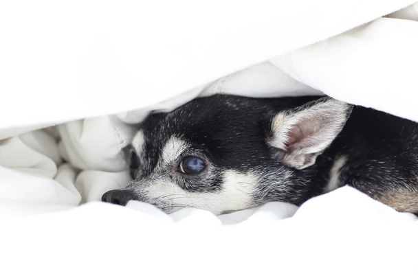Hond Chihuahua verbergen onder het dekbed - Foto, afbeelding