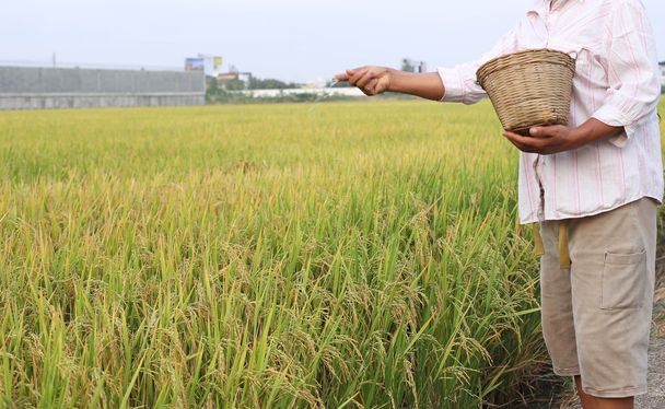 Reisbauer mit Stickstoffdünger - Foto, Bild