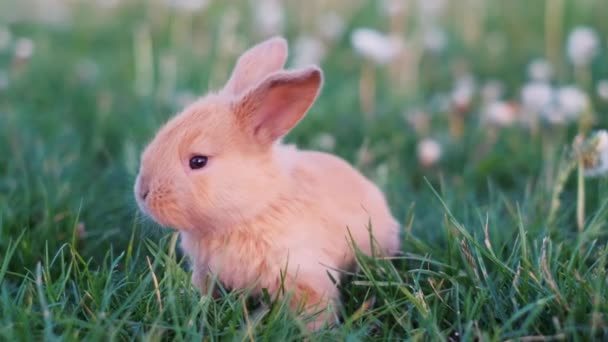 Faire une vidéo de Pâques avec un lapin drôle. Le lapin saute dans les pissenlits au milieu de la prairie. - Séquence, vidéo