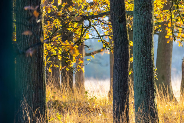 Tento obraz zachycuje jemnou souhru světla a stínu v podzimním lese, kdy slunce vrhá na listy teplý zlatý odstín. Perspektiva přitahuje oko skrze stromy k - Fotografie, Obrázek