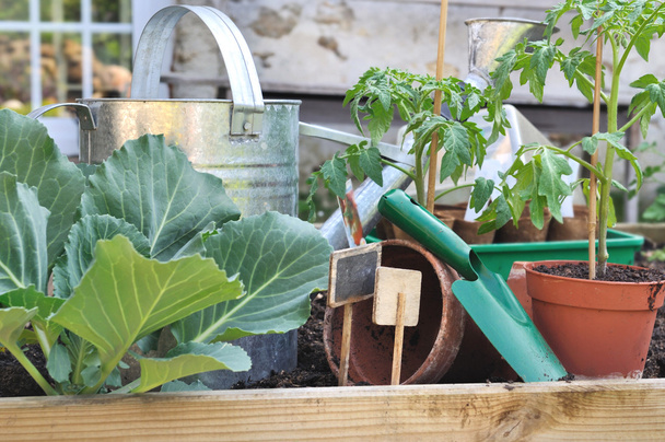 doniczkowe rośliny pomidora i narzędzia ogrodnicze - Zdjęcie, obraz