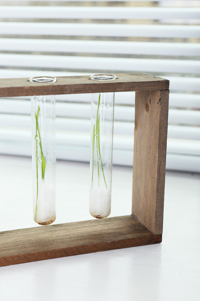 Sprouted grains in glass test tubes on windowsill background - Fotoğraf, Görsel