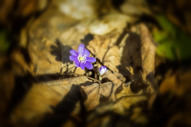 één viooltjes - Foto, afbeelding