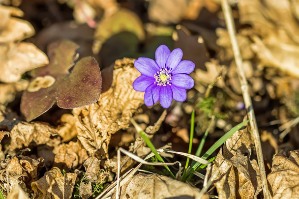 nice violets - Photo, Image