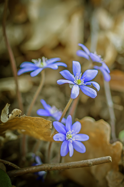 Violettes bleues
 - Photo, image