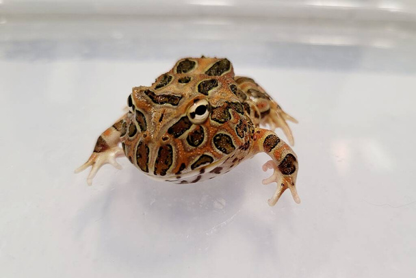 Pacman Frog è una rana cornuta sudamericana del genere Ceratophrys - Foto, immagini