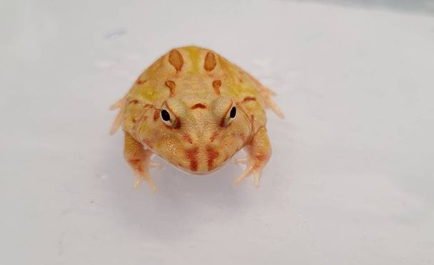 Pacman Frog - южноамериканские рогатые лягушки из рода Ceratophrys. - Фото, изображение