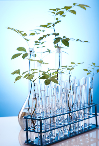 Plants in test tubes in laboratory - Photo, image