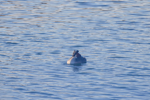 (Podiceps cristatus) plave na vodě jezera. - Fotografie, Obrázek