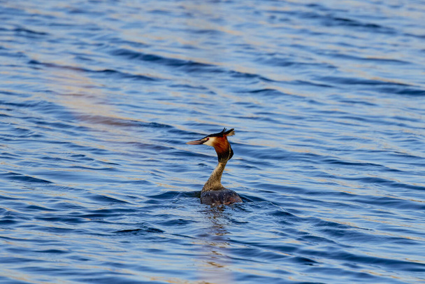 (Podiceps cristatus) floats on the water of a lake. - Photo, Image