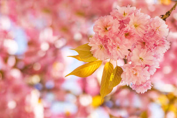 Japanese cherry blossom - Foto, Imagen