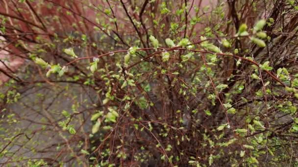 水滴で覆われた春の葉が付いているスパイラの枝 - 映像、動画