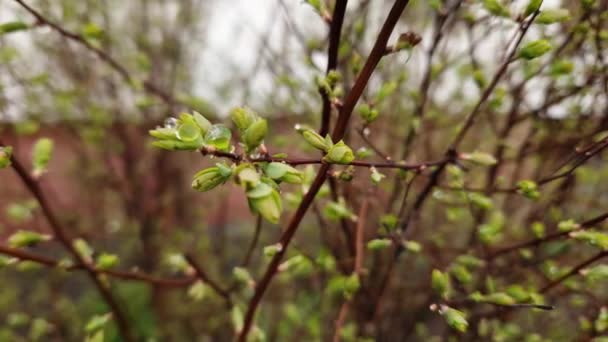 Branches of spiraea with spring leaves covered with water drops - Footage, Video