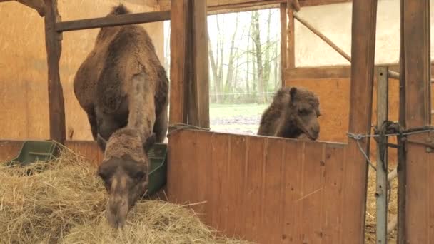 Divertido camello marrón de una joroba en una granja o zoológico comiendo heno. Junto al camello bebé. - Imágenes, Vídeo