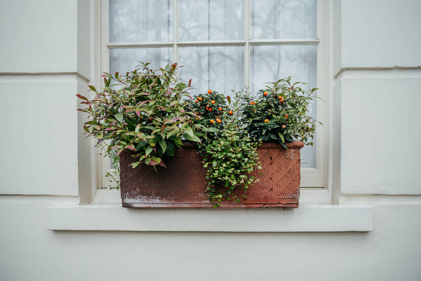 Maalaismainen terrakotta ikkunalaatikko, joka sijaitsee valkoisella ikkunalaudalla, joka on täynnä vihreitä kasveja, joissa on monipuolisia lehtiä ja elinvoimaisia appelsiinimarjoja. - Valokuva, kuva