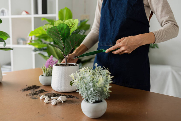 Una donna pianta una pianta in una pentola bianca. La pianta è circondata da altre piante in vasi diversi - Foto, immagini